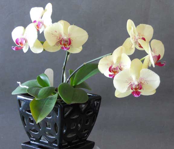orchid image