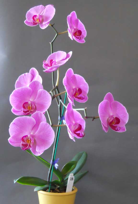 orchid image